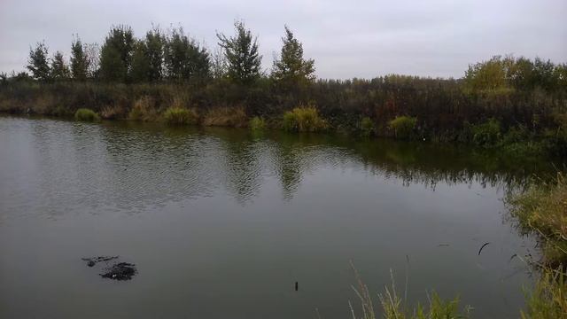Шушары прогулка, озеро. смотреть онлайн