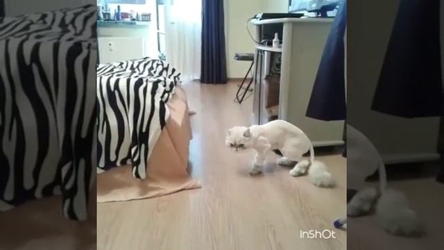 Подстригли кота. Подстриженный персидский кот смотреть онлайн