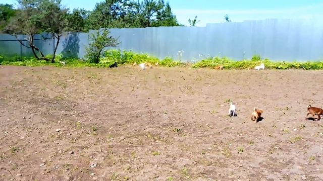 Чихуа играют в саду - щенки в продаже смотреть онлайн