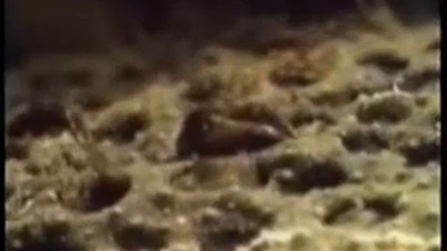 Зоология Суринамская пипа забота о потомстве смотреть онлайн