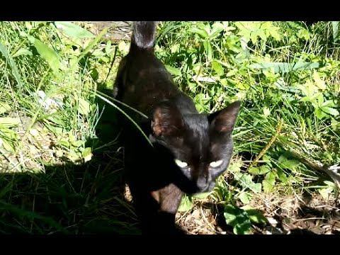 Черная Кошка Перебегает Дорогу к Счастью смотреть онлайн