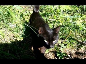 Черная Кошка Перебегает Дорогу к Счастью