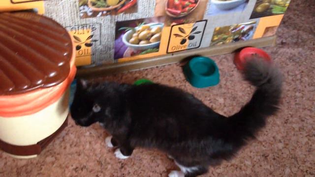 Кот утром попрасил жрать смотреть онлайн