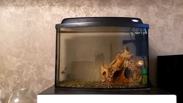 Золотая рыбка. Украшение вашего аквариума. Особенности содержания и ухода смотреть онлайн