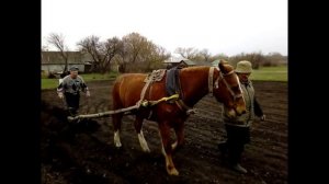 Сажаем картошку  лошадью и сохой. Как сажали наши деды и прадеды .