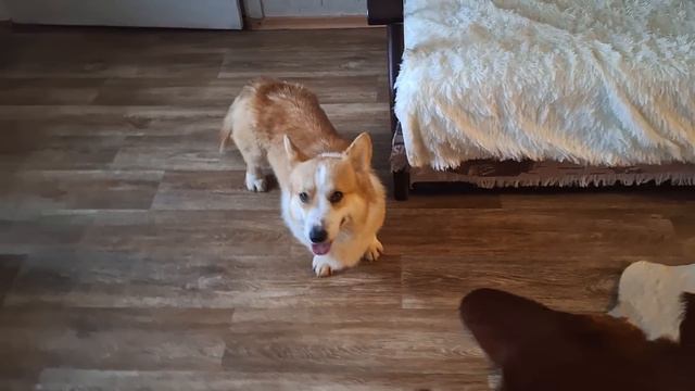 Эврика, Стар и Ванга. Я живая!!! смотреть онлайн