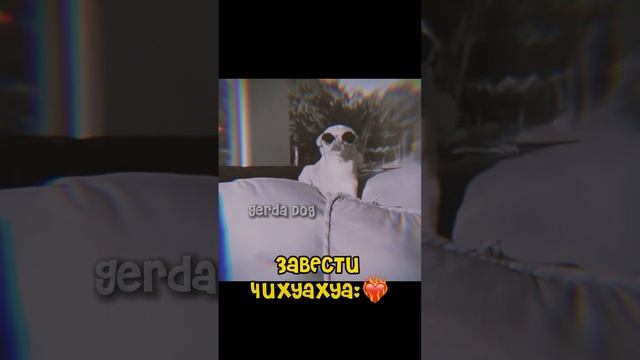 Эдит Доберман и Чихуахуа??(Просто видео!Никого не обижаю!) #edit #рекомендации #dogs #dog #dogbreed смотреть онлайн