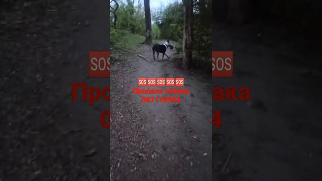 питбуль Сэм смотреть онлайн