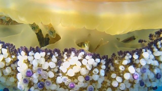 14 Weirdest Looking Jellyfish смотреть онлайн