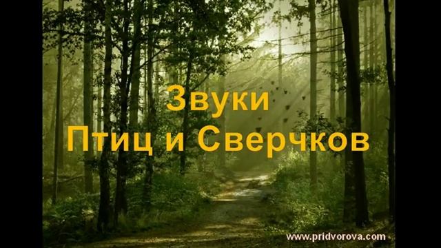 Музыка Релакс ЗВУКИ ПРИРОДЫ 3D Микс смотреть онлайн