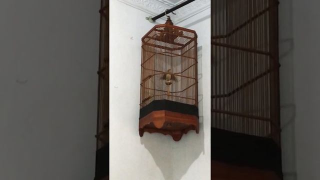 Branjangan Java/Parva Gacor Bukak Sayak isian Kenari,Ciblek dll смотреть онлайн