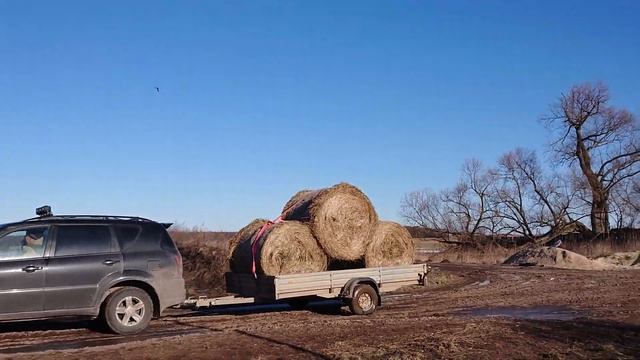 ПРОДАЁМ СЕНО. ИЗЛИШКИ. Ооо Дик Калужская область. #дикфарм #dikfarm смотреть онлайн