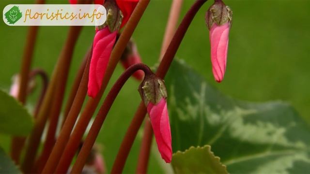 Уход за цикламеном в домашних условиях смотреть онлайн