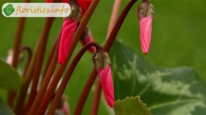 Уход за цикламеном в домашних условиях