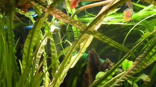 Colisa Lalia - dwarf gourami mating/ spawning (double action) смотреть онлайн