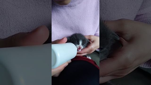 Как накормить маленького котенка смотреть онлайн