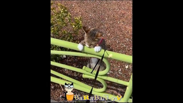 Смешные кошечки заставят улыбаться и поднимут настроение. смотреть онлайн