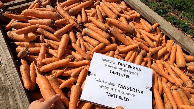 Морковь Тангерина, урожай 2021 года. Tangerine carrots, harvest 2021. смотреть онлайн