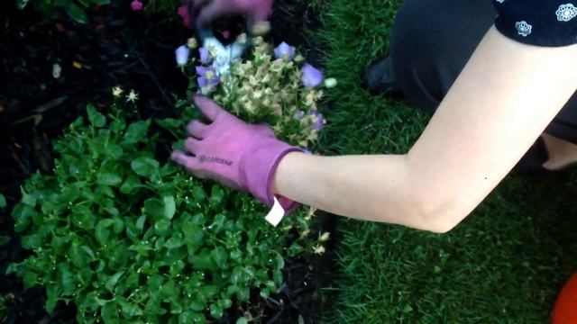 Blue/White Clip (Campanula Carpatica) - Spring Shear-back (with closed captions) смотреть онлайн