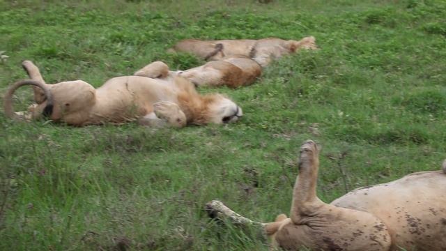 Отдыхающий львиный прайд