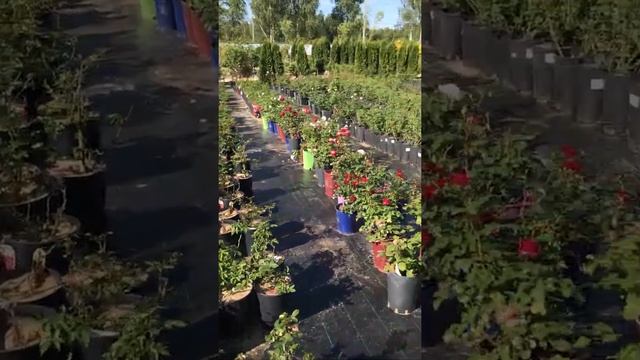 Поле с декоративными растениями и розами. Мир Растений Mir-rast.ru. Июнь 2019 смотреть онлайн