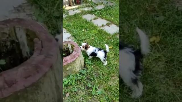 Мальчик бивер смотреть онлайн