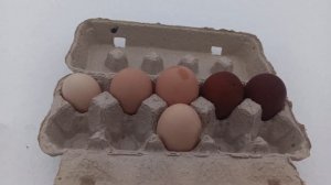 Нидерейнер. Отзыв о породе кур