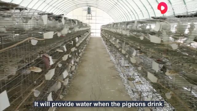 Millions Of Pigeons Farming For Meat In China ?️ - Pigeon Meat Processing In Factory
