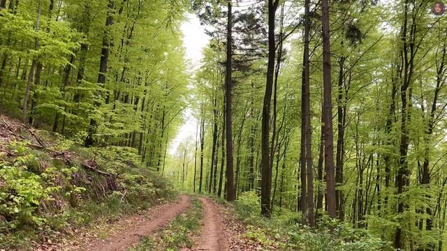 Hiking to Wachtfels,Belle Vue rock in Obersteinbach France | เดินป่าฝรั่งเศส หินซุ้มประตูที่หน้าผา смотреть онлайн