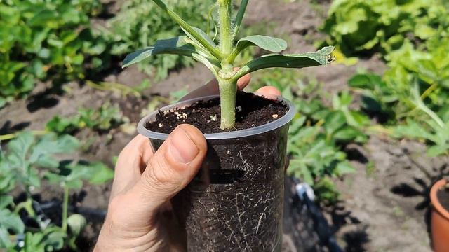 Огляд рослин: цвітіння лавра, ківі та фейхоа, спроба щеплення кавунів смотреть онлайн