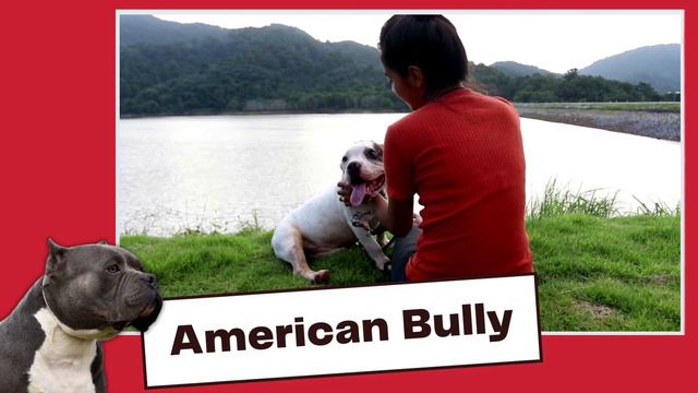 American Bully Vs American Bulldog – Breed Comparison