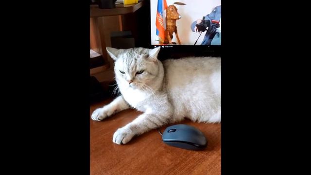 котик сломал СТАЛИНГУЛАГ смотреть онлайн