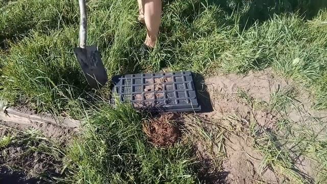 Как поймать крота на сыр смотреть онлайн
