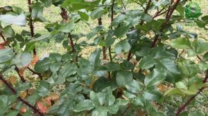 ОБРЕЗКА РОЗ. Подготовка к зиме. Парковые. Канадские розы. Питомник ? и ? Е. Иващенко