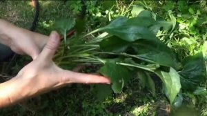 Эхинацея. Посадка и деление