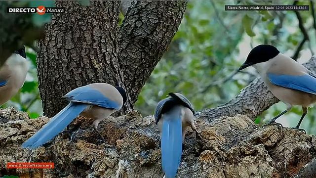 Голубые сороки прилетели на кормежку#Sierra Norte Madrid смотреть онлайн