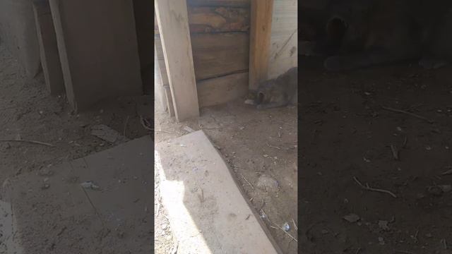 Горе охотница за мышками смотреть онлайн