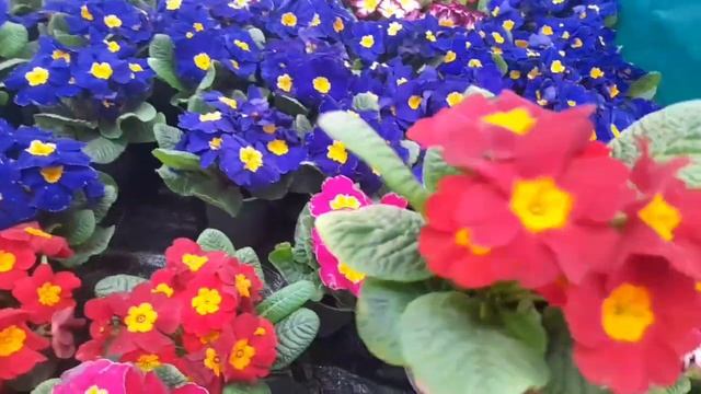 Садовый центр Center Flowers в Пятигорске. Что там можно приобрести? Обзор. смотреть онлайн