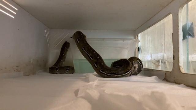 Warning ⛔️⛔️Live Feeding Reticulated Python #retics #python смотреть онлайн