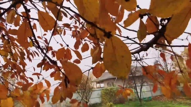 4.11.20 ДАЧА ОСЕННЯЯ. ОПАДАЮТ ПОСЛЕДНИЕ ЛИСТЬЯ ? смотреть онлайн