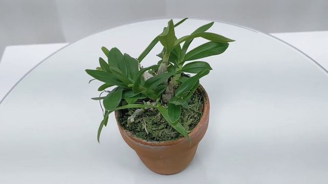 [심폴판매] 덴드로비움 칸부리엔세(Dendrobium kanburiense) 02번 смотреть онлайн