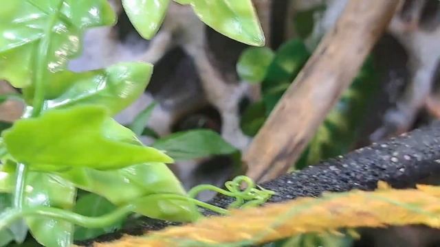 важные советы по обустройству террариума для хамелеона смотреть онлайн