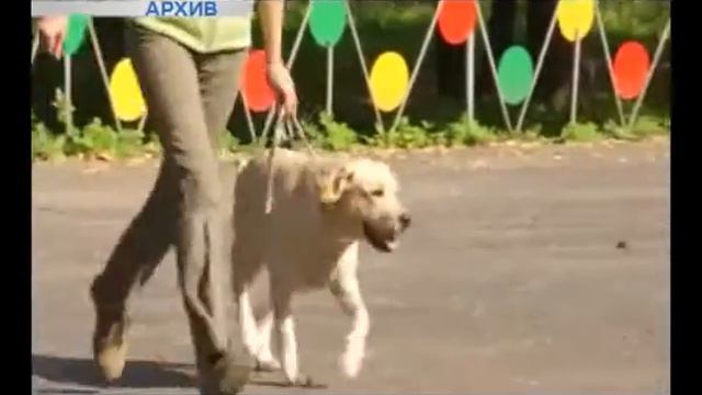 Sobaki смотреть онлайн
