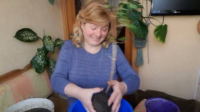 Фуксия формируем бонсай. смотреть онлайн