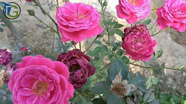 How to Care for Roses in Summer, for best flowering result смотреть онлайн