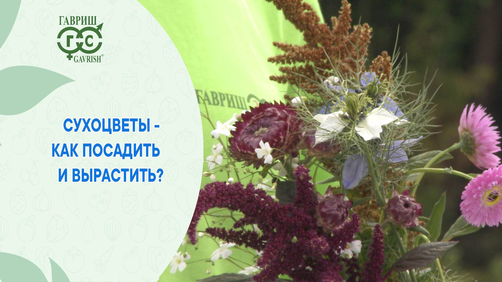 Выращивайте сухоцветы смотреть онлайн