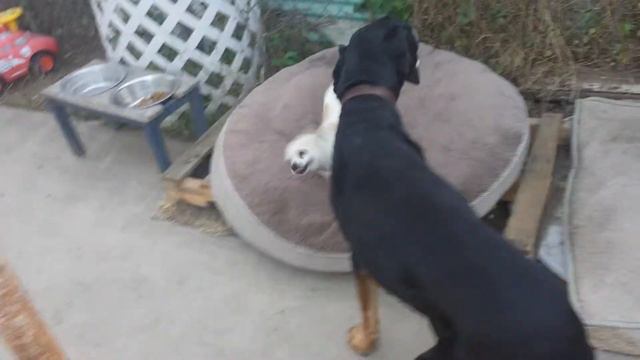 Doberman attacks chihuahua! смотреть онлайн