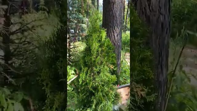 Туи Брабант смотреть онлайн