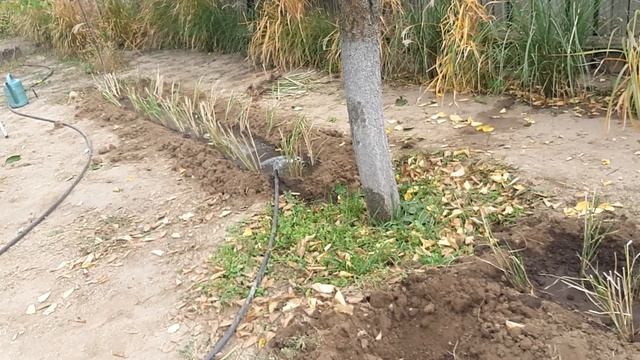 Саджаємо міскантус#міскантусАпаче#посадкаміскантуса#загорожаізміскантуса#живазагорожа#злакивсаду смотреть онлайн