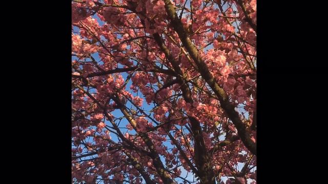 Cherry Blossoms, Magnolia Blossom 4K Video смотреть онлайн